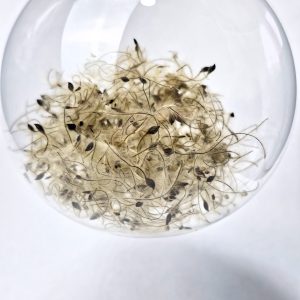 Glob sticlă Curpen de pădure 10cm